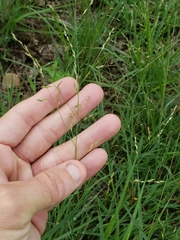 Panicum hallii hallii