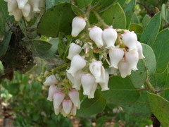 Arctostaphylos catalinae