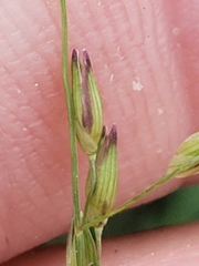 Panicum hallii hallii
