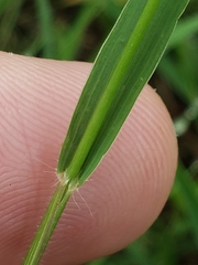 Panicum hallii hallii