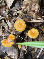 Hygrophorineae