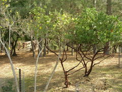 Arctostaphylos catalinae