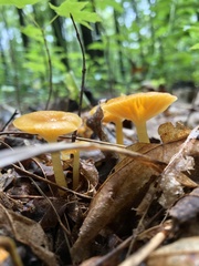 Hygrophorineae