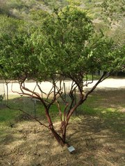 Arctostaphylos catalinae
