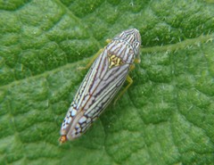 Graphocephala pulchra