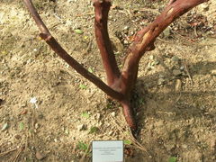 Arctostaphylos catalinae