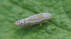 Graphocephala pulchra