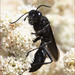 Great Black Digger Wasp - Photo (c) dickwood, some rights reserved (CC BY-NC), uploaded by dickwood