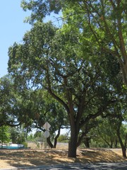 Quercus lobata