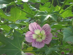 Malva assurgentiflora glabra