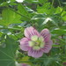 Malva assurgentiflora glabra - Photo (c) J Brew, some rights reserved (CC BY-SA), uploaded by John Brew