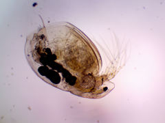 Simocephalus vetulus