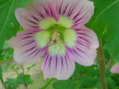 Malva assurgentiflora glabra