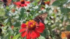 Thorybes dorantes dorantes