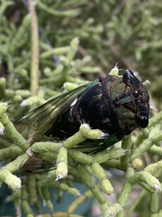 Neotibicen tibicen
