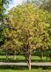Zanthoxylum flavum
