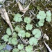 photo of Hairy Pennywort (Hydrocotyle moschata)