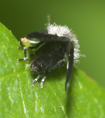 Setomima nitida