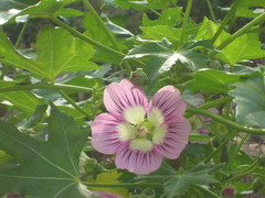 Malva assurgentiflora glabra