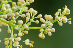 Zanthoxylum flavum