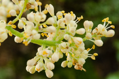 Zanthoxylum flavum