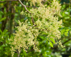 Zanthoxylum flavum