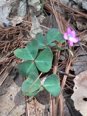 Oxalis alpina, photograph (c) Erick Vélez Sánchez, some rights reserved (CC BY)