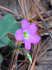 Oxalis alpina, photograph (c) Erick Vélez Sánchez, some rights reserved (CC BY)