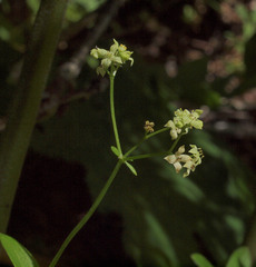 Galium oreganum