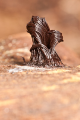 Stemonitis flavogenita