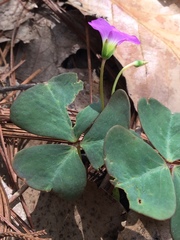 Oxalis alpina, photograph (c) Erick Vélez Sánchez, some rights reserved (CC BY)