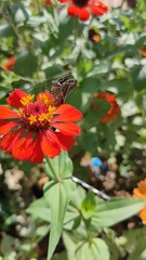 Thorybes dorantes dorantes