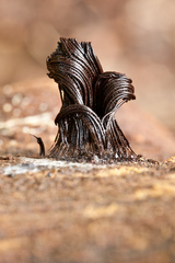 Stemonitis flavogenita
