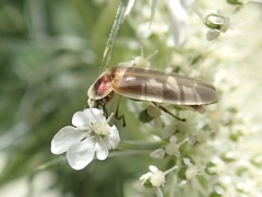 Photinus marginellus