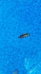 Buprestis viridisuturalis