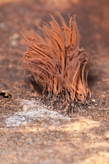 Stemonitis flavogenita
