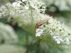 Photinus marginellus