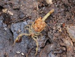 Centruroides limpidus