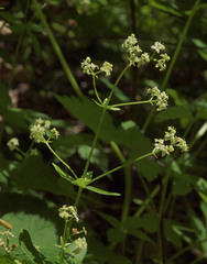 Galium oreganum