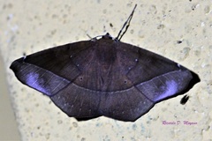 Microgonia perfulvata