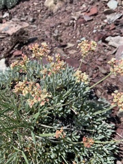Eriogonum androsaceum