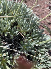 Eriogonum androsaceum