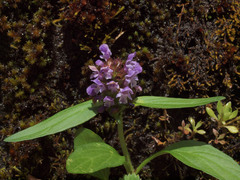 Prunella vulgaris lanceolata