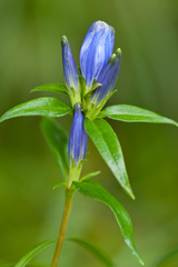 Gentiana linearis