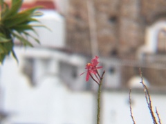 Epidendrum × obrienianum