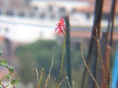 Epidendrum × obrienianum