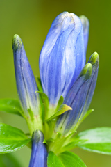 Gentiana linearis