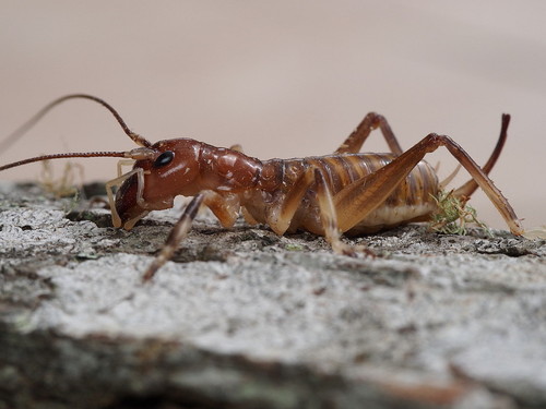 Photo of Northland Tusked Weta (Anisoura nicobarica)