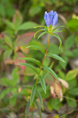 Gentiana linearis