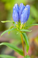Gentiana linearis
